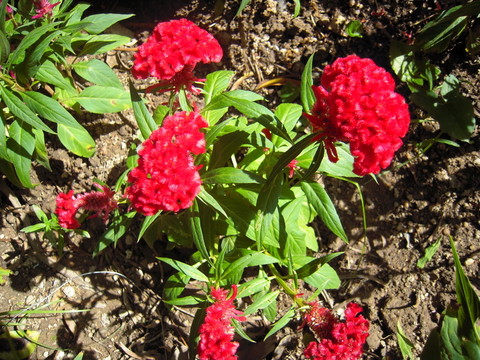 雞冠花