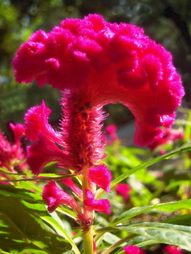 雞冠花