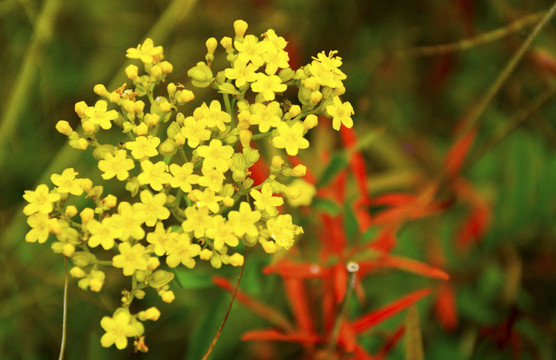 黃花