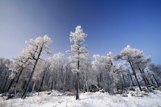 林海雪原
