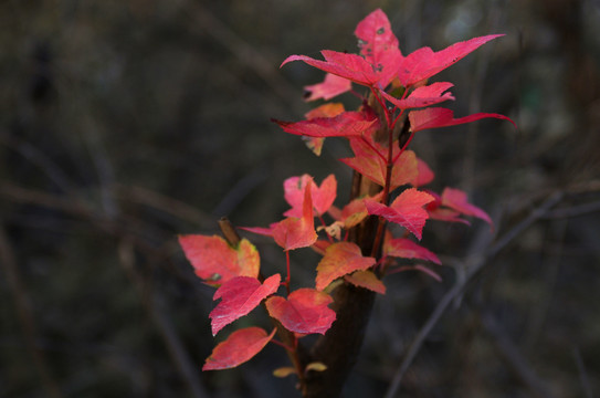 秋樹(shù)紅葉
