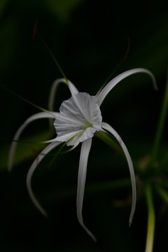 美麗的小花