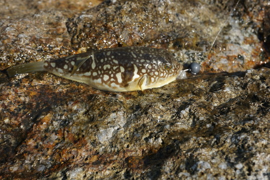 河豚雞泡魚