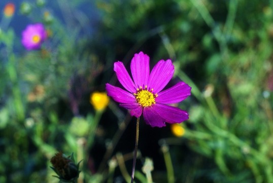 甘南格桑花