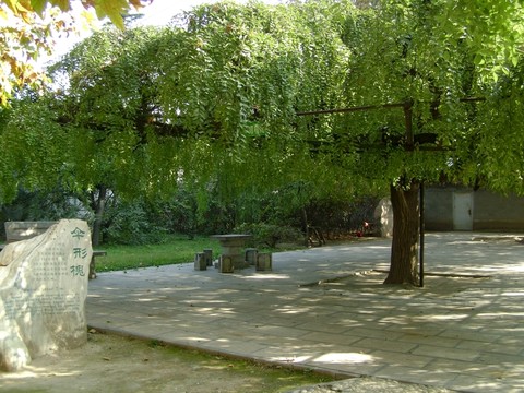 太昊陵獨(dú)秀園的傘形槐