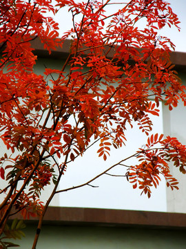 紅葉