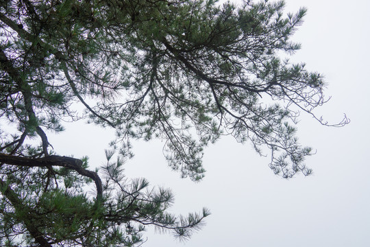 松樹素材