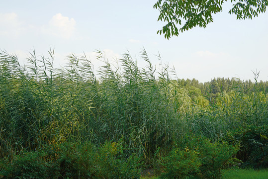 蘆葦草叢