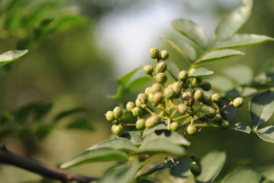 花椒 花椒樹