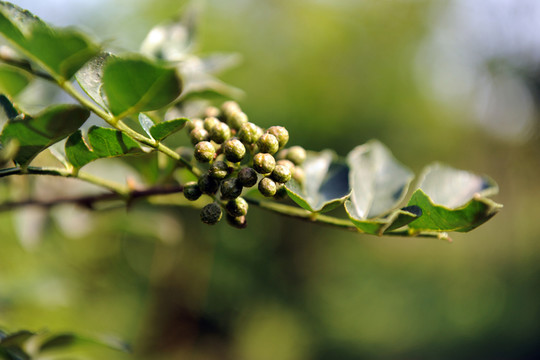 花椒 花椒樹(shù)