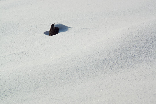 雪地