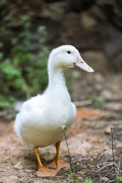 鴨子
