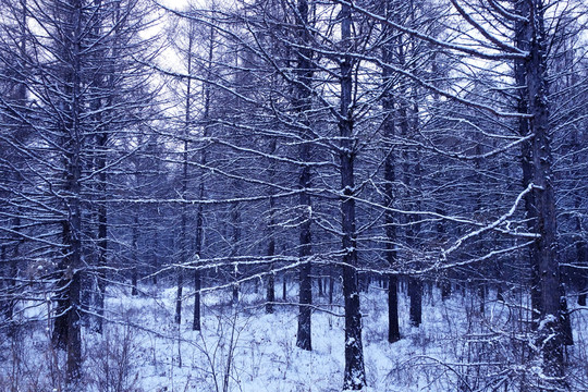 版畫雪林