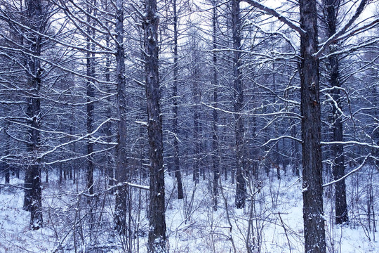 松林冬雪
