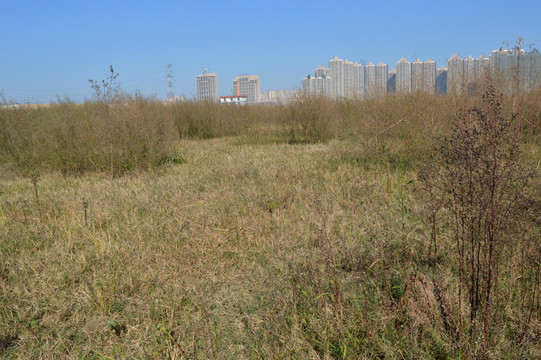 城市荒地