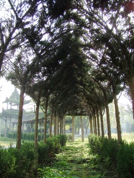 綠色植物長廊
