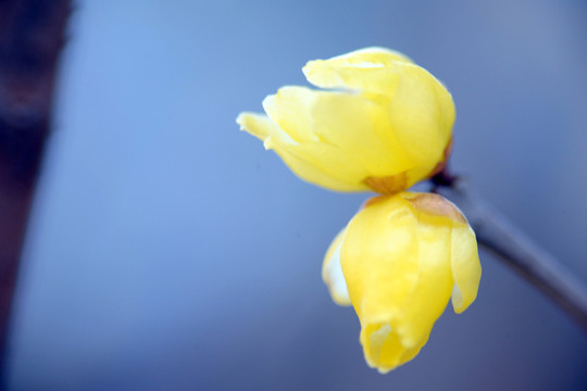 臘梅花