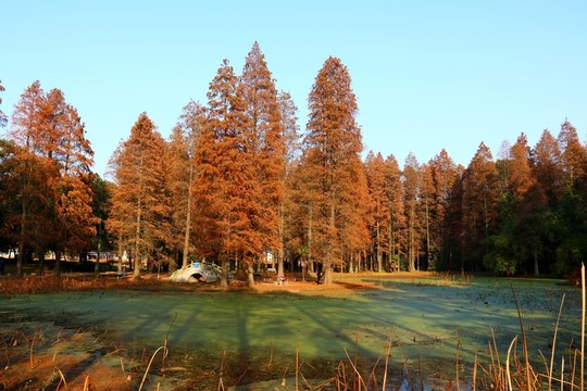 磨山風景