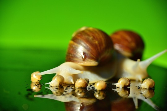 蝸牛全家福