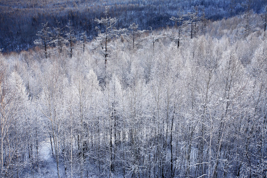 森林冰雪風(fēng)光