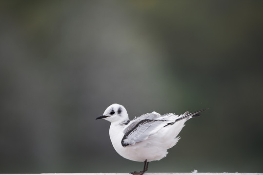 三趾鷗 幼鳥