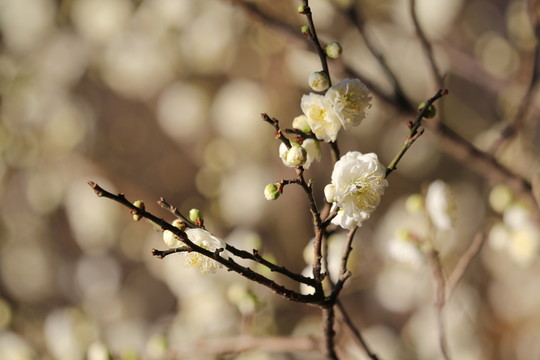 枝條上臘梅花兒俏