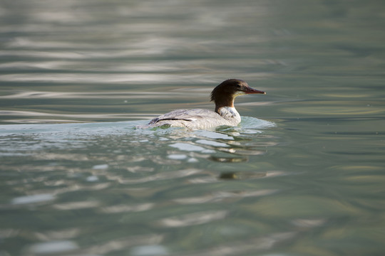 普通秋沙鴨 雌鳥