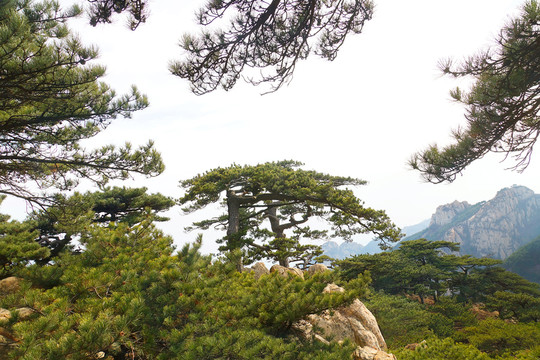 泰山姊妹松