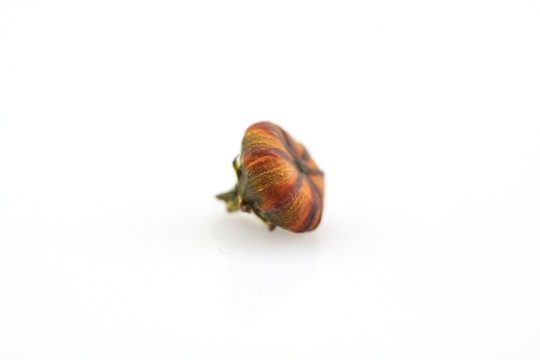 新疆雪菊胎菊
