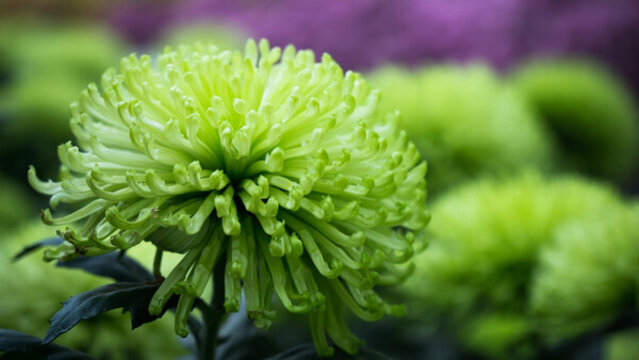 菊花