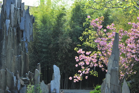 櫻花