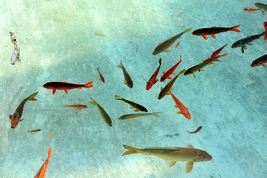 金魚