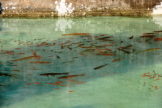 金魚(yú)