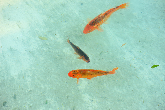 金魚