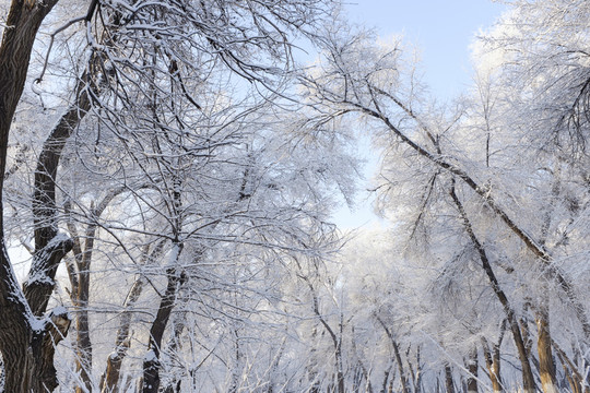 冬雪