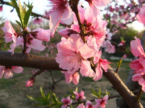 桃花