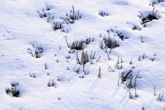 雪地