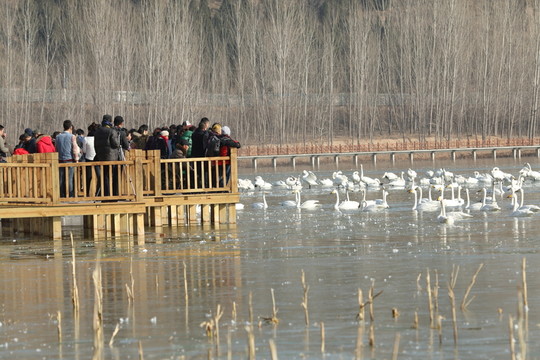 天鵝湖