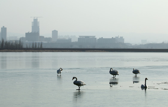 天鵝湖