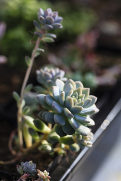 多肉植物