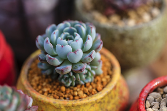 多肉植物