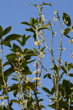 桂花