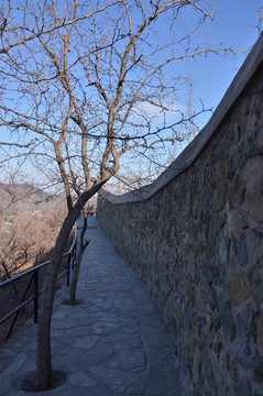香山路上的樹