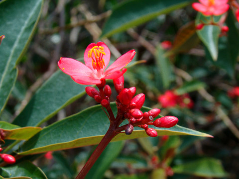 小紅花 果子