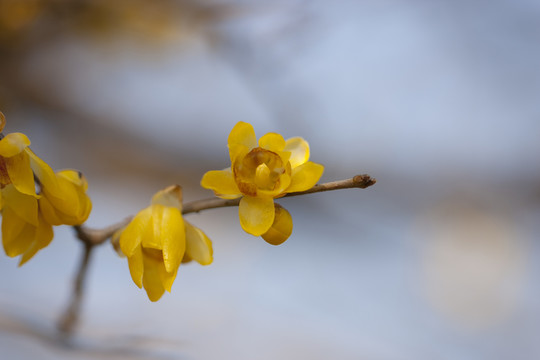 臘梅花