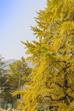藍(lán)天和銀杏樹(shù)