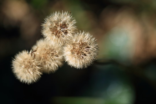 野花