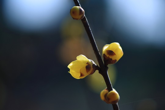 臘梅花開