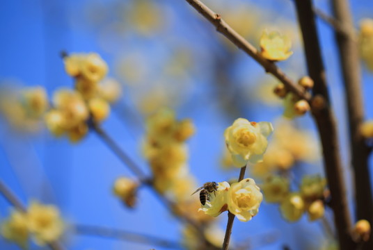 臘梅花開