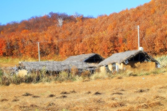 農(nóng)家秋色